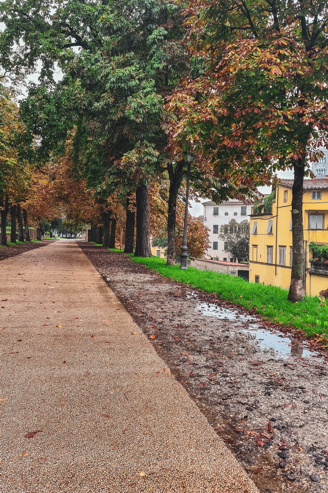 Tree-lined walking path on Lucca’s city walls