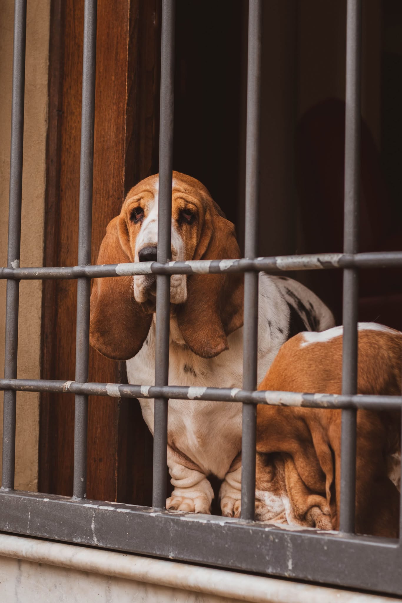 Montecatini Terme dogs in window